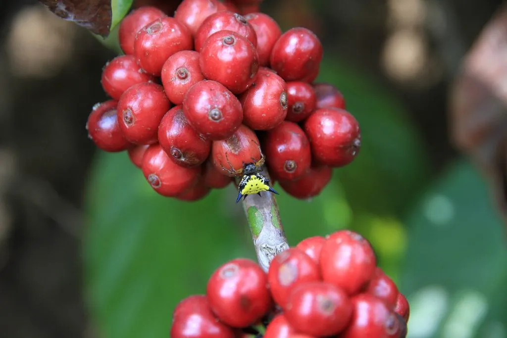 2015 slide-1 Dr.GNP. Ecofriendlycoffee (56)