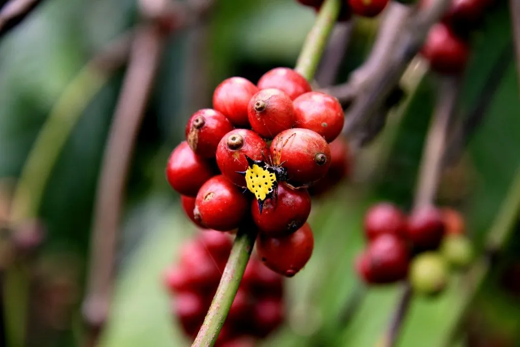 2015 slide-1 Dr.GNP. Ecofriendlycoffee (57)