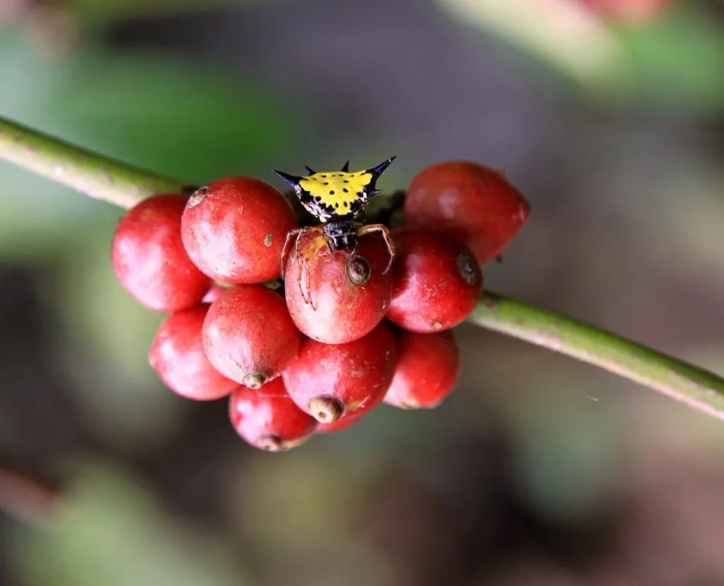 2015 slide-1 Dr.GNP. Ecofriendlycoffee (8)