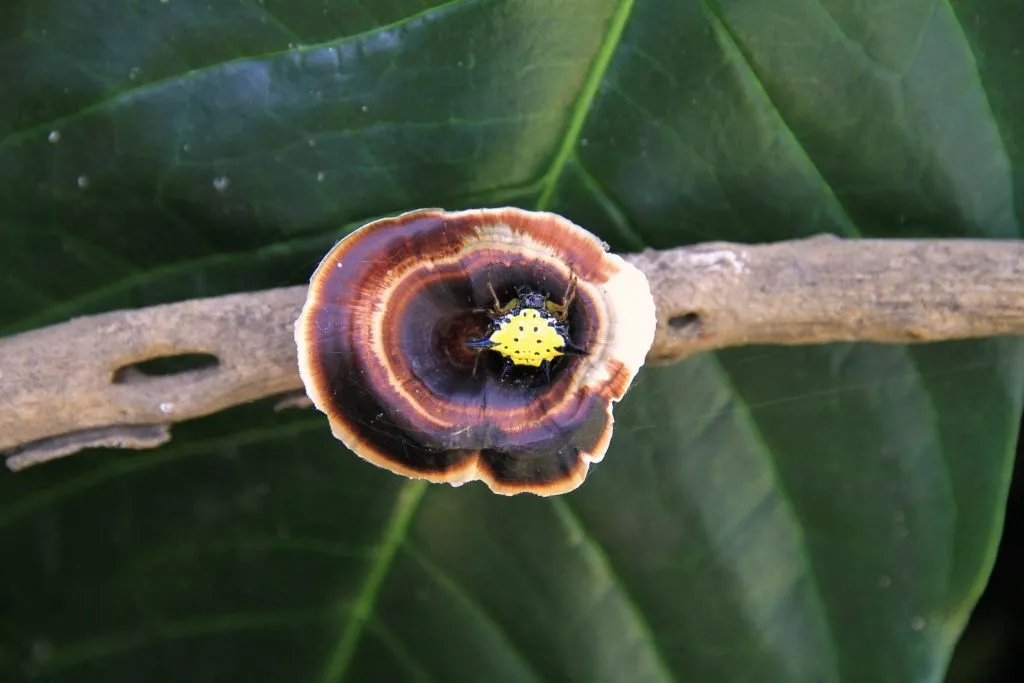2015 slide-1 Dr.GNP. Ecofriendlycoffee (9)