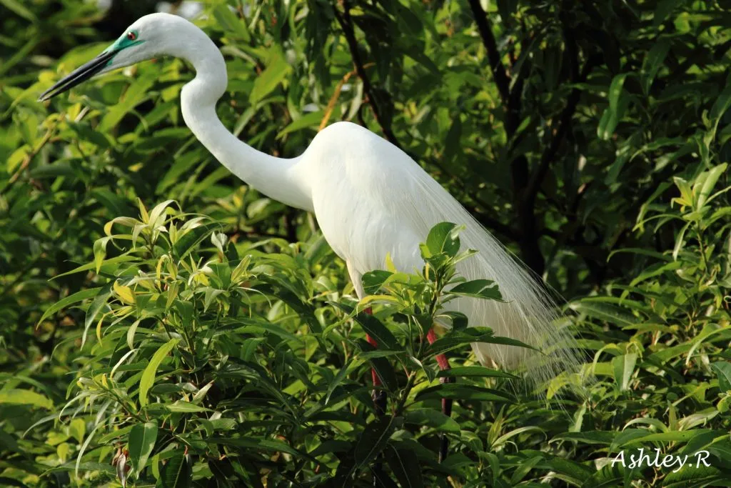 Greater Egret (Breeding)