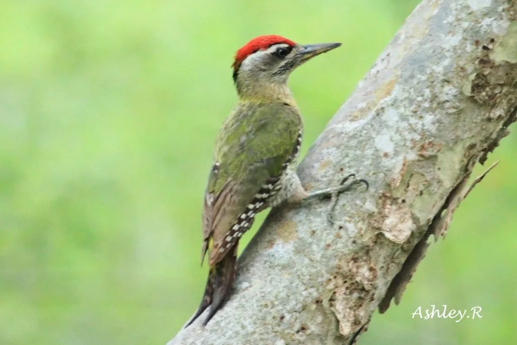 Streak-Throated Woodpecker