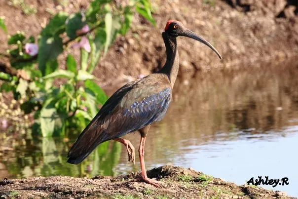 Black Ibis