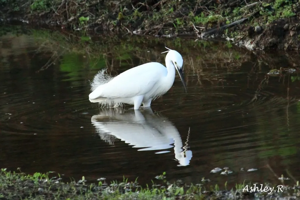 Median Egret