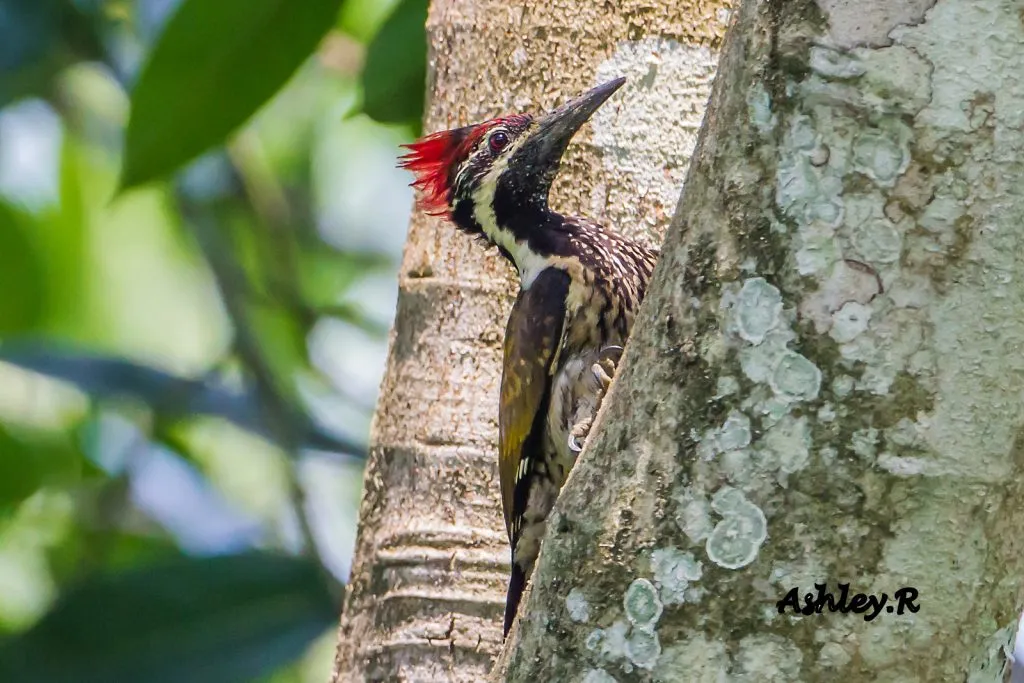 Black-rumped Flameback
