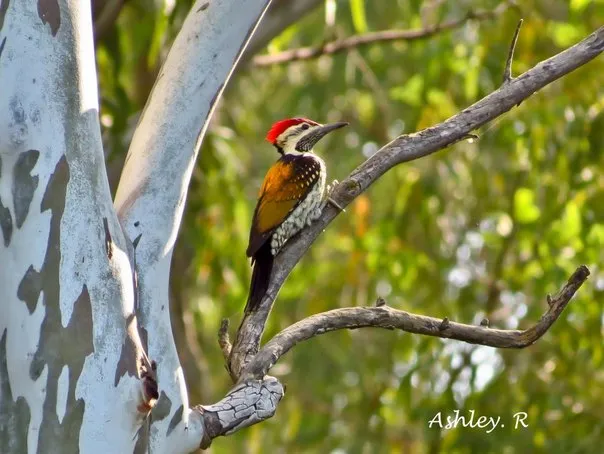 Black Rumped Flameback Wookpecker