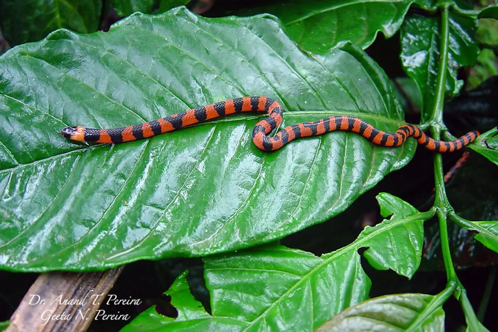 2016-antivenom-slide-2