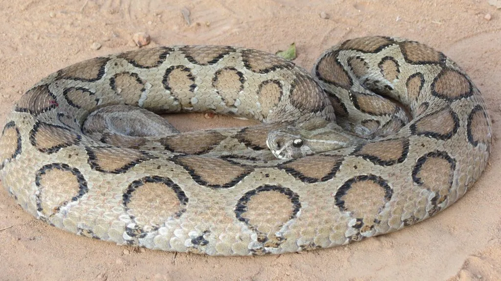2016-antivenom-slide-3