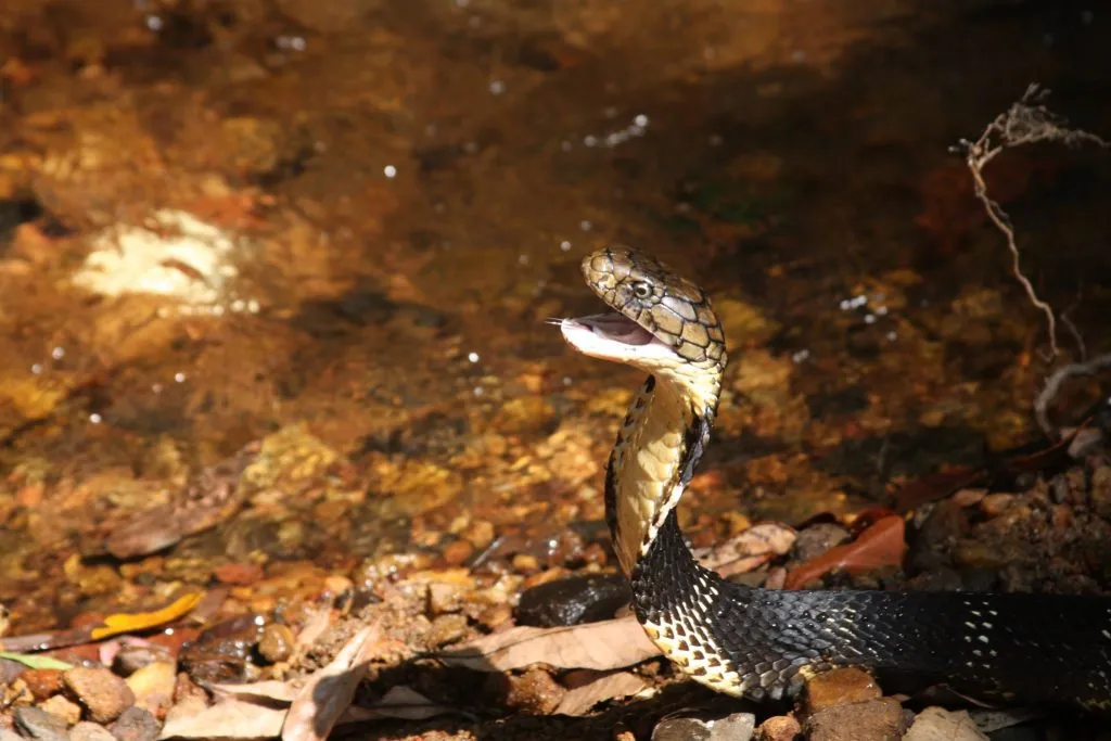 2016-antivenom-slide-6