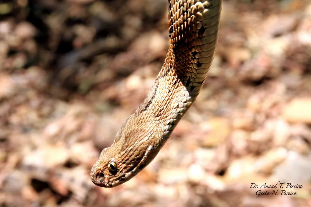 2016-antivenom-slide-8