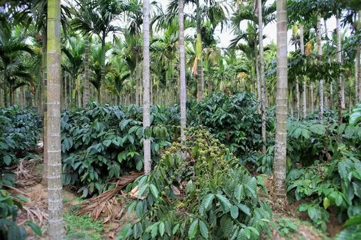 2016-areca-slide-1-ecoorg