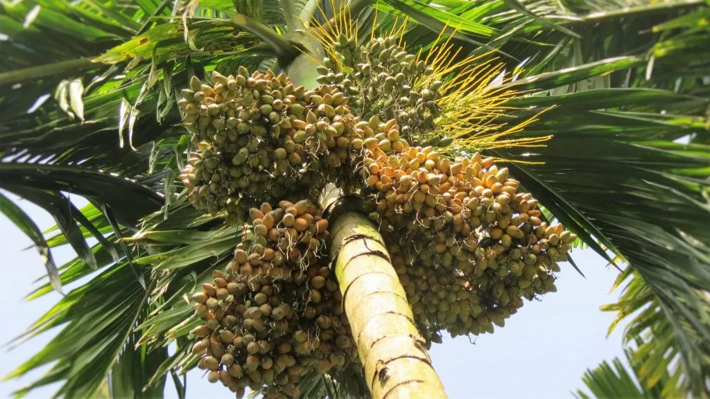 2016-areca-slide-2-ecoorg