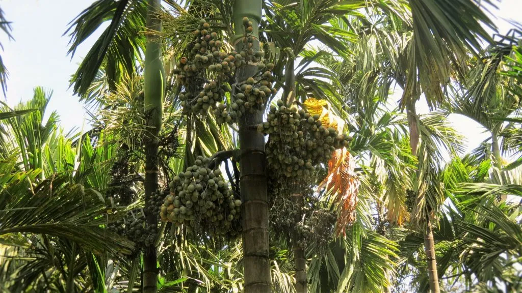 2016-areca-slide-5becoorg