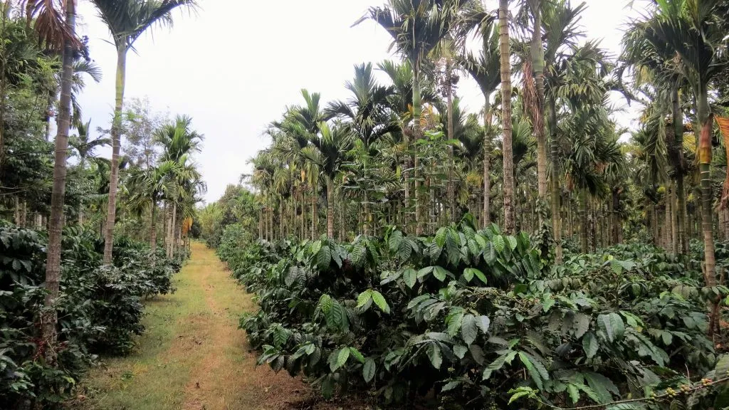 2016-areca-slide-6aecoorg