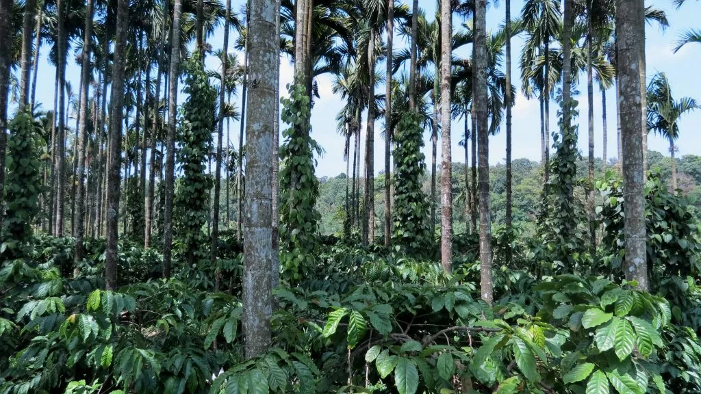 2016-areca-slide-9-ecoorg