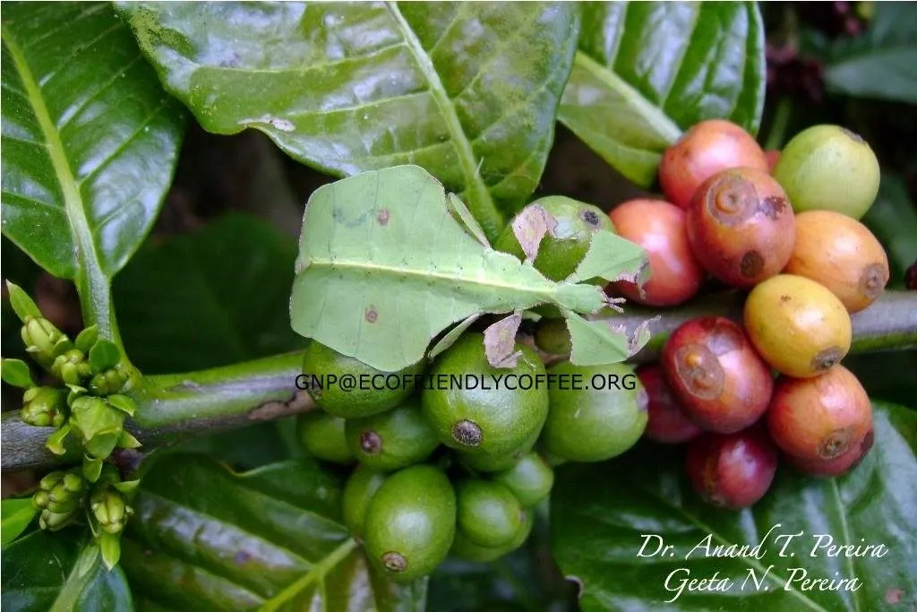 2016 Insect diversity Ecoorg (10)