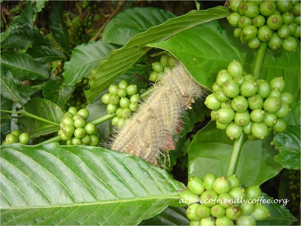 2016 Insect diversity Ecoorg (2)fa