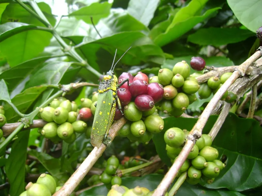 2016 Insect diversity Ecoorg (3)