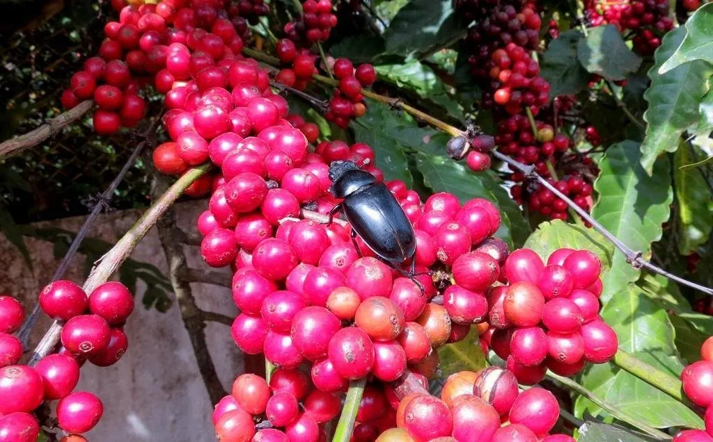 2016 Insect diversity Ecoorg (4)