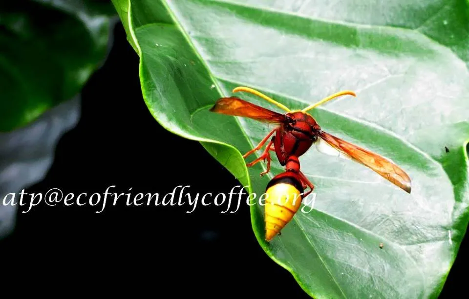 2016 Insect diversity Ecoorg (5)