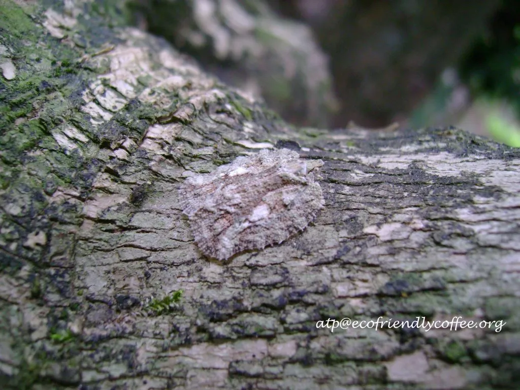 2016 Insect diversity Ecoorg (6)fa