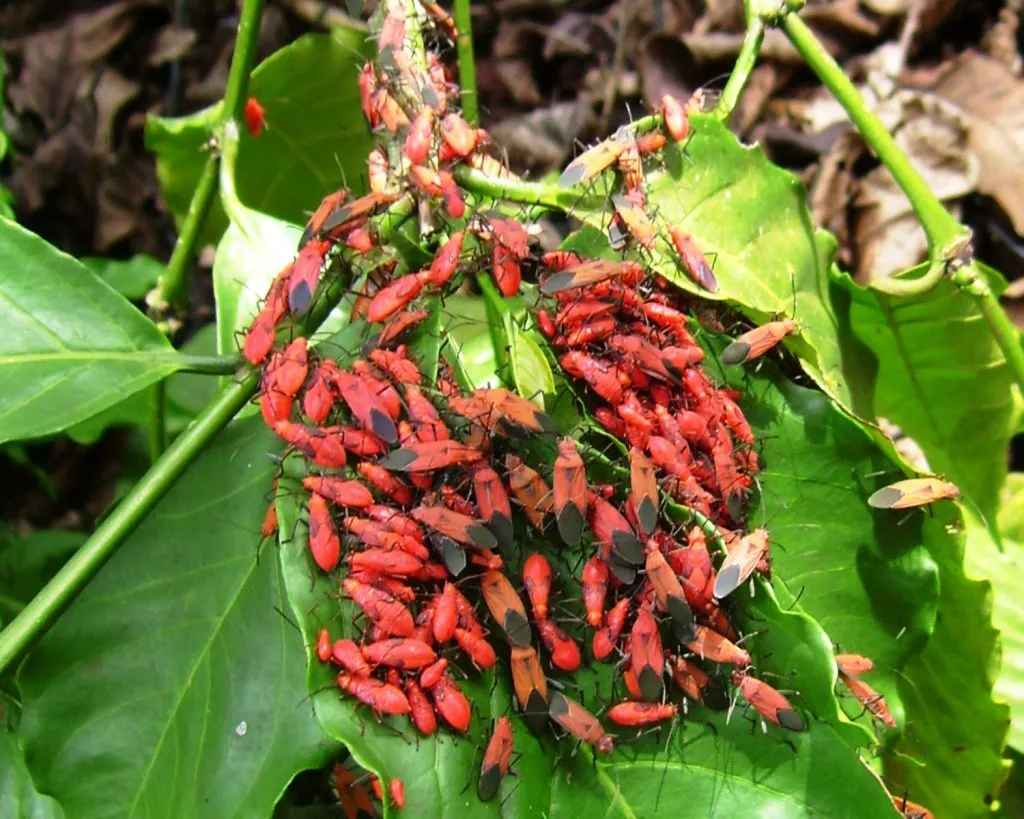 2016 Insect diversity Ecoorg (7)