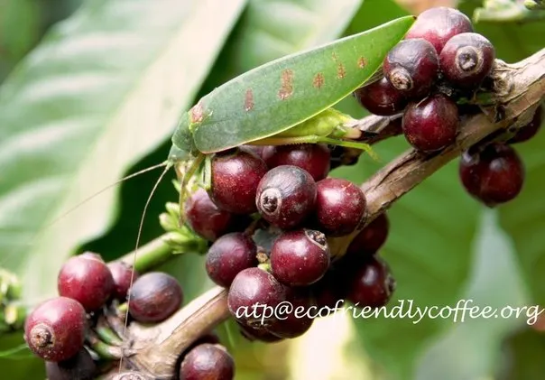 atp@ecofriendlycoffee.org