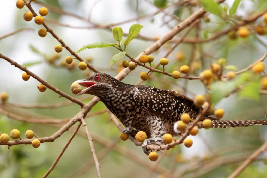 2016 SLIDE-1 KOEL