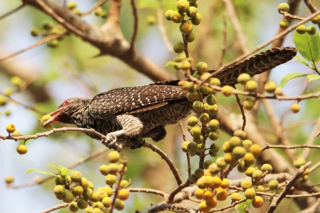 2016 SLIDE-11 KOEL