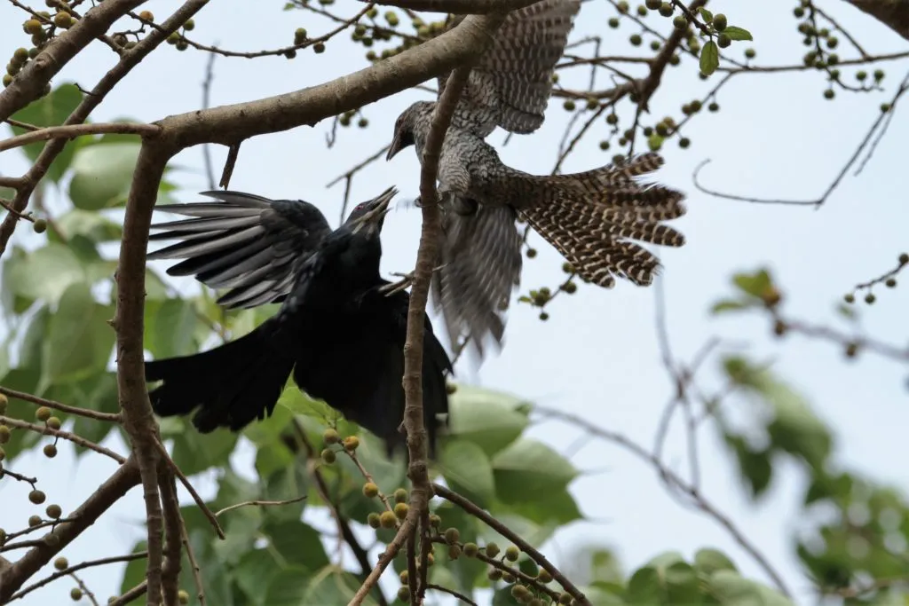 2016 SLIDE-13 KOEL (2)