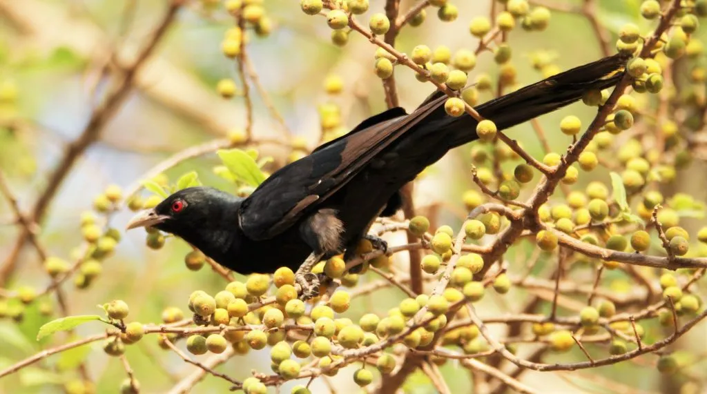 2016 SLIDE-14 KOEL