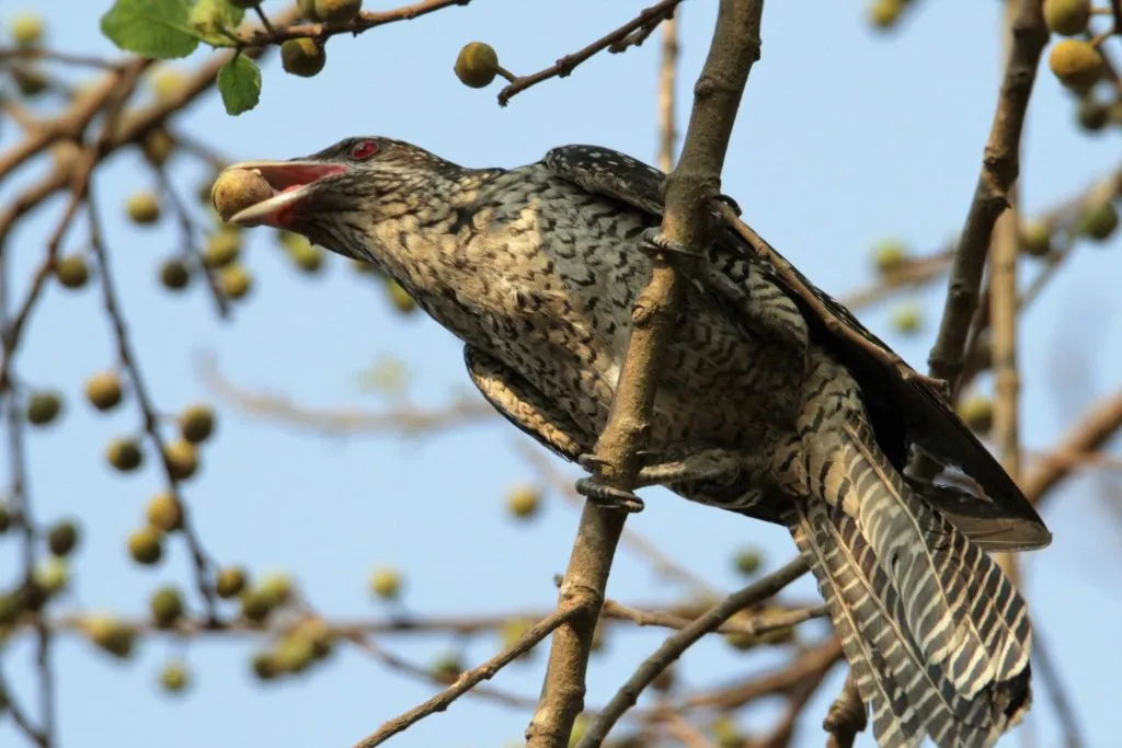 2016 SLIDE-15 KOEL