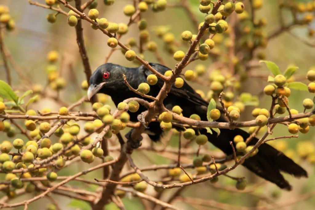2016 SLIDE-17 KOEL