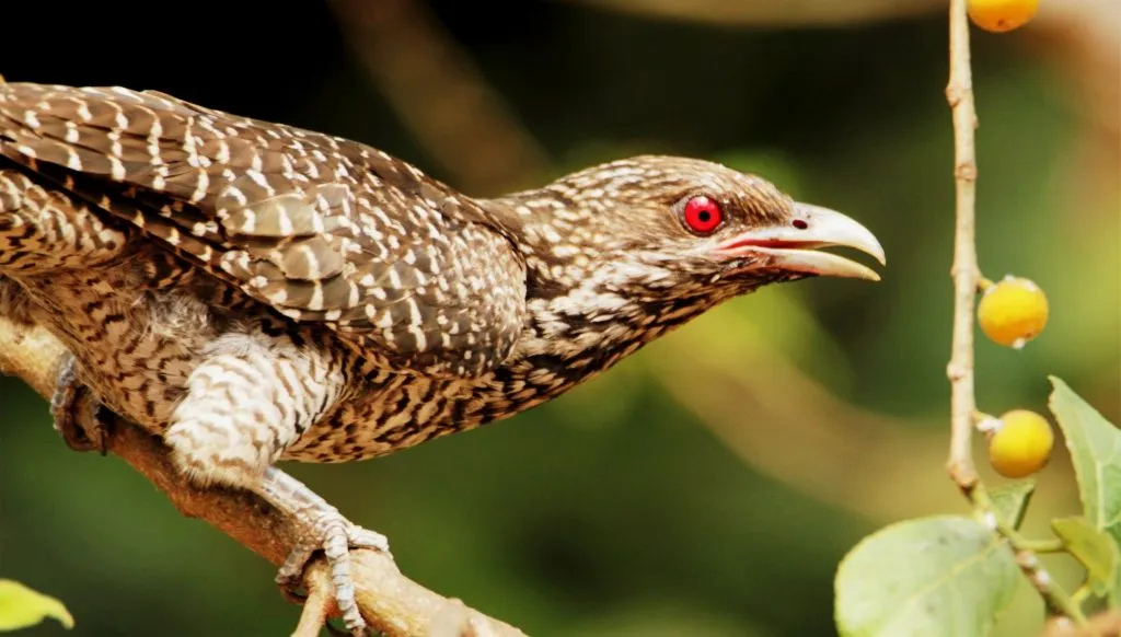2016 SLIDE-18 KOEL