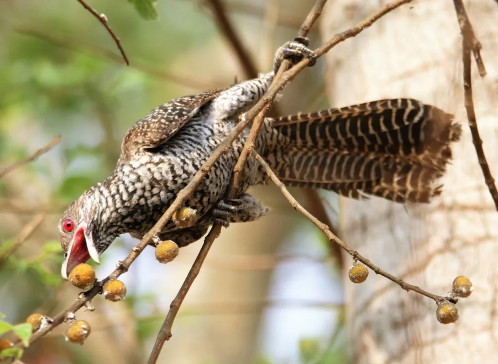 2016 SLIDE-3 KOEL