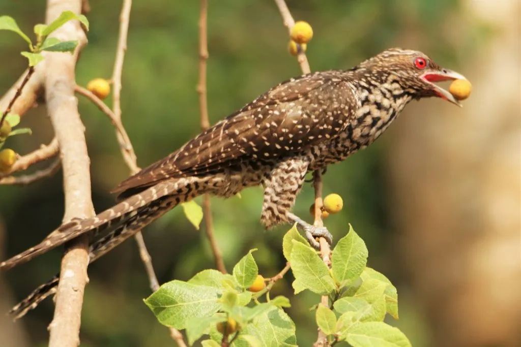 2016 SLIDE-5 KOEL