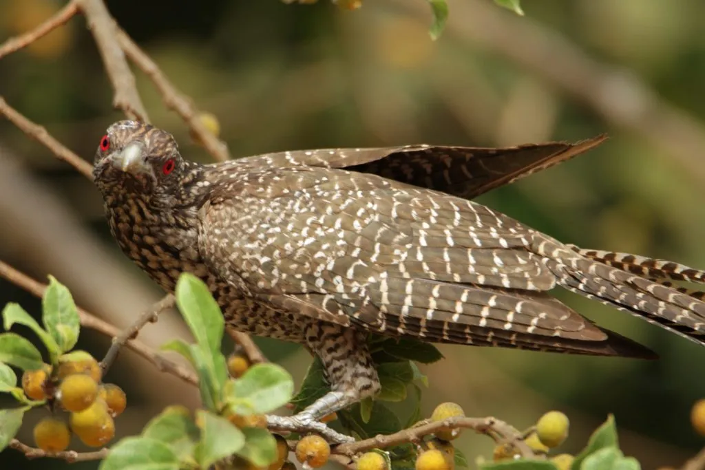 2016 SLIDE-6 KOEL