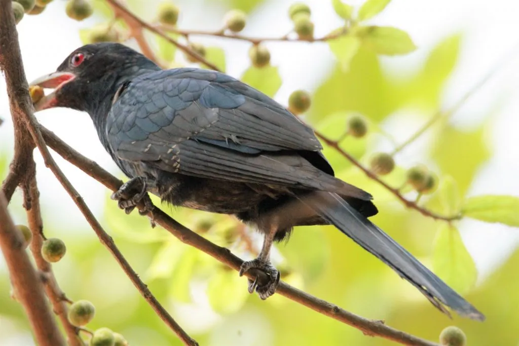 2016 SLIDE-7 KOEL