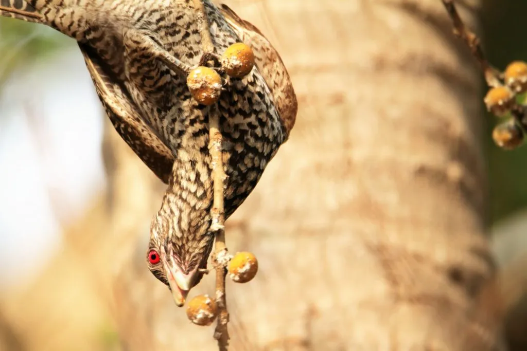 2016 SLIDE-8 KOEL