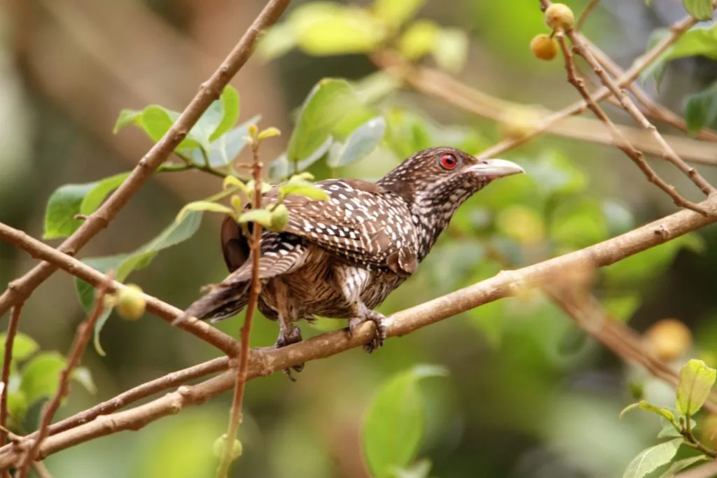 2016 SLIDE-9 KOEL