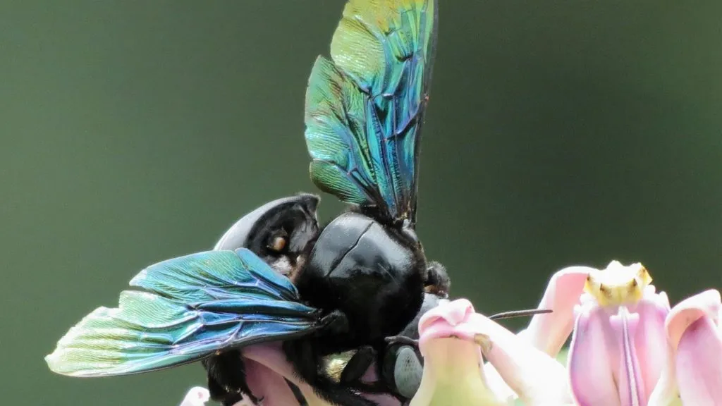 2016-other-pollinatorsslide-2