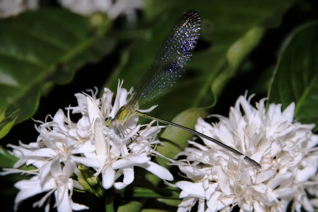 2016-other-pollinatorsslide-4