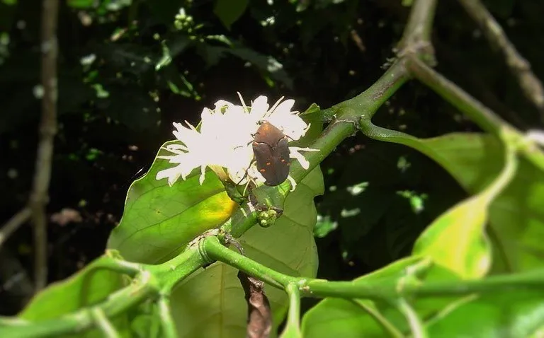 2016-other-pollinatorsslide-6a