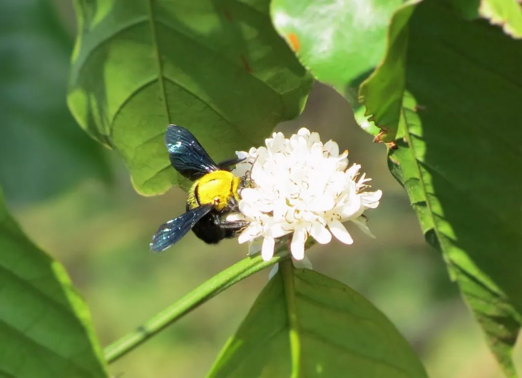 2016-other-pollinatorsslide-8a