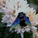 2016-other-pollinatorsslide-8b