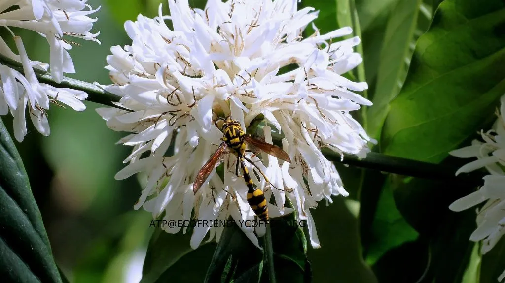 2016-other-pollinatorsslide-8c