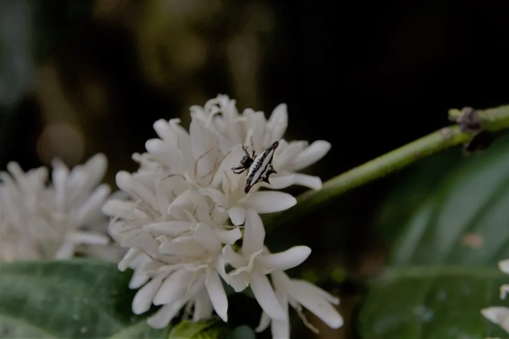 2016-other-pollinatorsslide-8d