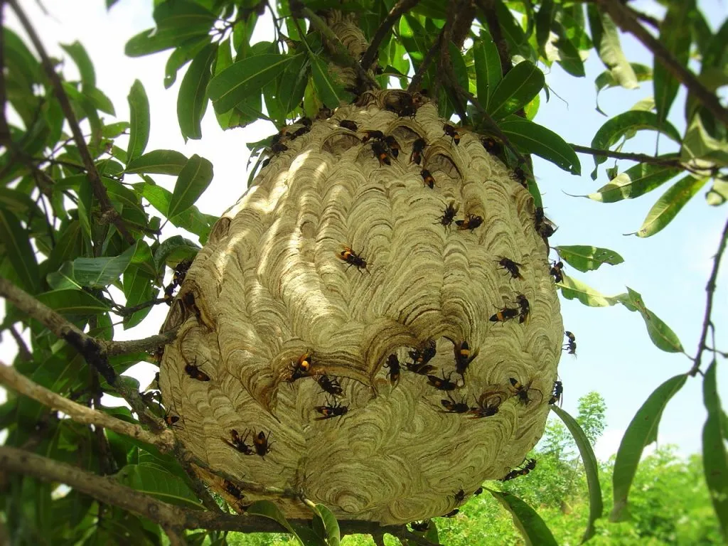 2016-other-pollinatorsslide-9