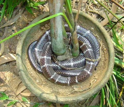 21.SNAKECONFLICT2008SLIDE-2