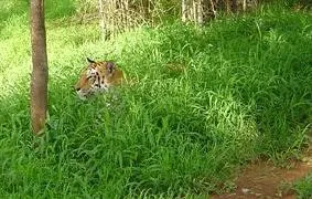 2bengaltiger